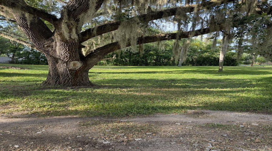 Front Yard
