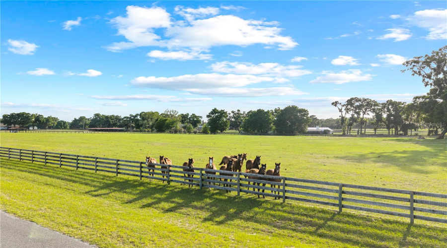 Citra, Florida 32113, 9 Bedroom Bedrooms, ,9 Bathroombathrooms,Residential,For Sale,155Th,0,Mfrom729643
