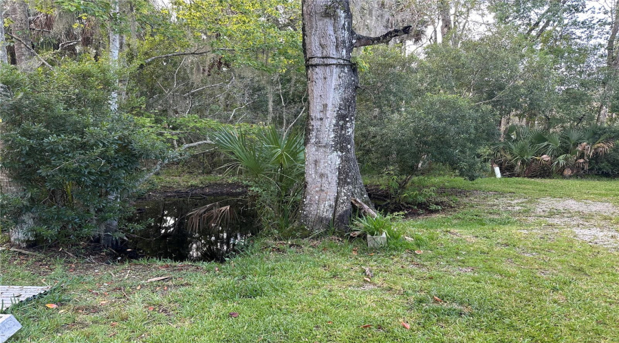 Pond