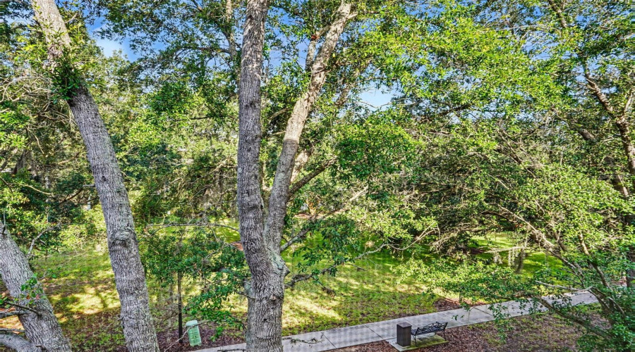 View From Patio